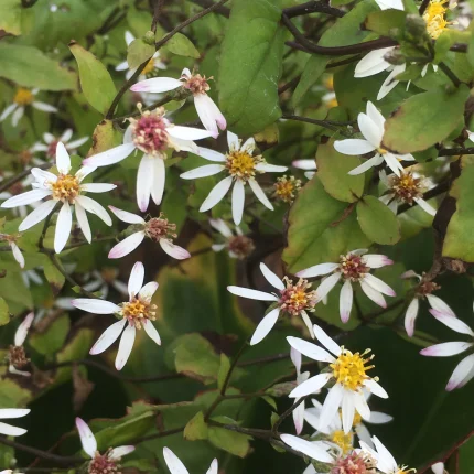 Eurybia (syn. Aster) divaricata 'Eastern Star'  (Ernyős őszirózsa)