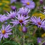 Eurybia (syn. Aster) radula 'August Sky' (Őszirózsa)