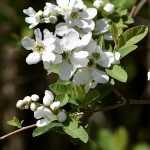 Exochorda racemosa -