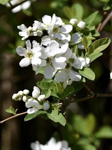 Exochorda racemosa -
