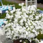 Exochorda racemosa 'Niagara' -