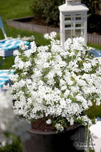 Exochorda racemosa 'Niagara' -