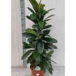 FICUS CYATHISTIPULA