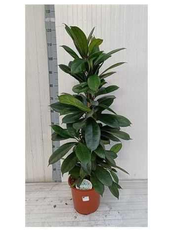 FICUS CYATHISTIPULA