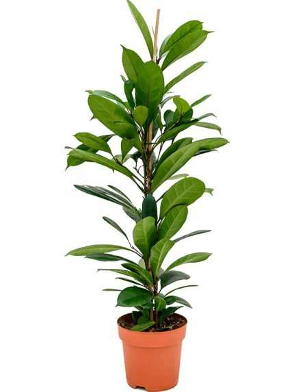 FICUS CYATHISTIPULA 3PP