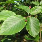 Fagus sylvatica - Bükkfa
