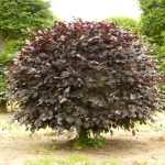 Fagus sylvatica 'Atropunicea' - Vérbükk