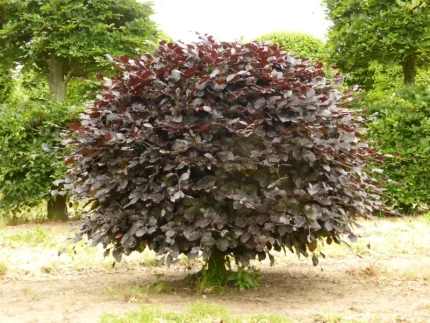 Fagus sylvatica 'Atropunicea' - Vérbükk