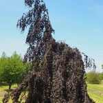 Fagus sylvatica 'Pendula' - Szomorú bükk