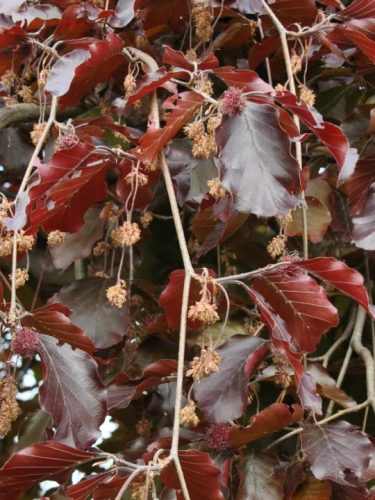 Fagus sylvatica 'Purpurea Pendula' - Szomorú vérbükk