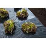 Fekete fóliatakaró