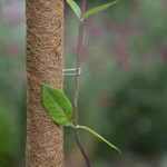 Fémkapcsok kókuszkaróhoz (10 db)