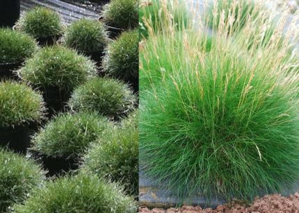 Festuca scoparia (F. gautieri) (Medvecsenkesz) /zöld lomb/