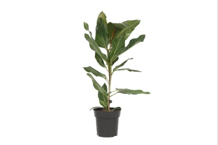Ficus BENG JOY