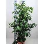 Ficus BE DANIELLE