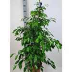 Ficus BE EXOTICA