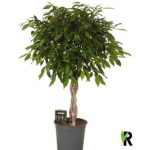 Ficus BE FOLIOLE FONOTT TÖRZSES