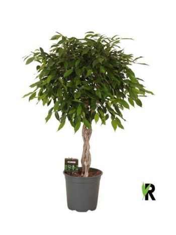 Ficus BE FOLIOLE FONOTT TÖRZSES