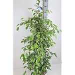 Ficus BE GOLDEN KING