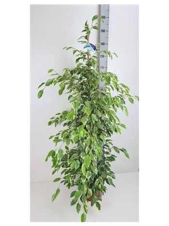 Ficus BE GOLDEN KING