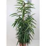 Ficus BIN ALII