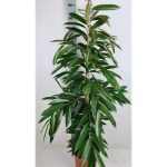 Ficus BIN AMSTEL KING