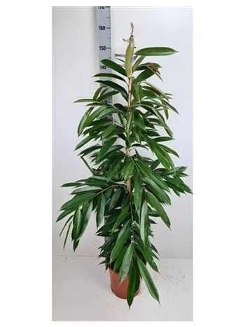 Ficus BIN AMSTEL KING