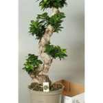 Ficus MI GINSENG