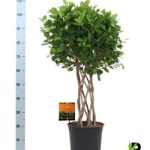 Ficus MI MOCLAME KÖRFONOTT TÖRZSES