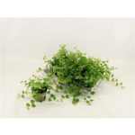 Ficus PU GREEN SUNNY