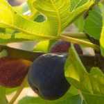 Ficus carica 'Smyrna' (Közönséges füge)