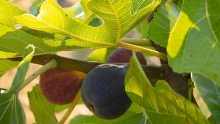 Ficus carica 'Smyrna' (Közönséges füge)