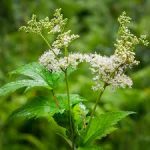 Filipendula ulmaria-Réti legyezőfű kerti tavi növény