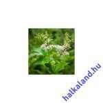 Filipendula ulmaria 'Plena' (Réti legyezőfű)