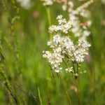 Filipendula vulgaris (Koloncos legyezőfű)