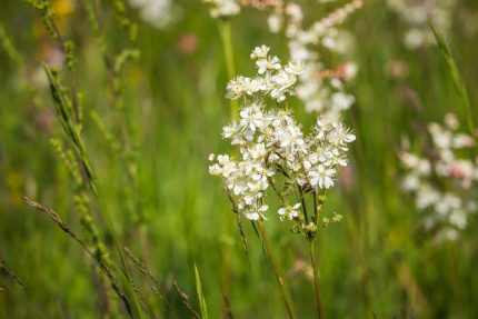 Filipendula vulgaris (Koloncos legyezőfű)