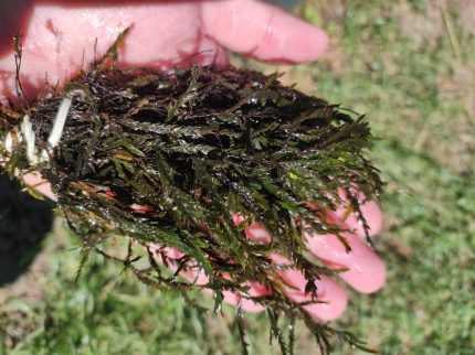 Fontinalis antipyretica – Közönséges forrásmoha