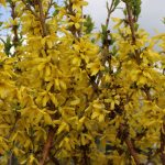 Forsythia intermedia Mikador