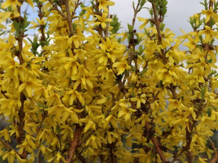 Forsythia intermedia Mikador