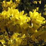 Forsythia intermedia 'Spectabilis' -