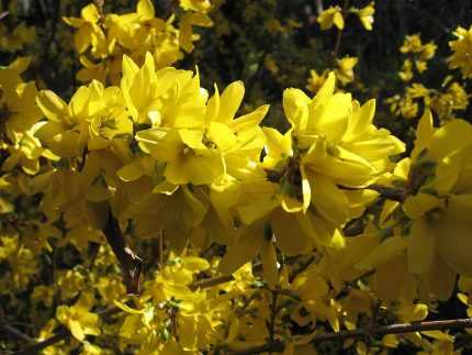 Forsythia intermedia 'Spectabilis' -