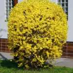 Forsythia x intermedia 'Courtalyn'    (Week End) - Aranyvessző