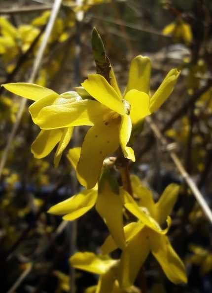 Forsythia x intermedia 'Golden Times' - Sárga levélszegélyű aranyveszző
