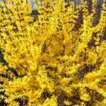 Forsythia x intermedia 'Goldrausch' - Nagy virágú aranyvessző