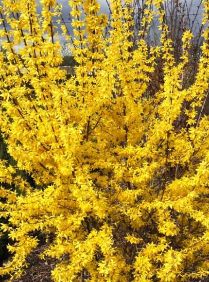 Forsythia x intermedia 'Goldrausch' - Nagy virágú aranyvessző