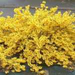 Forsythia x intermedia 'Goldzauber' - Törpe aranyvessző