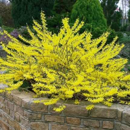 Forsythia x intermedia 'Marée d'Or'® - Törpe aranyvessző