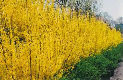 Forsythia x intermedia 'Mikador'® - Törpe aranyvessző