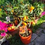 Fortunella margarita – Kumkvat (Ovális kumkvat)