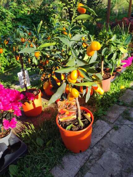 Fortunella margarita – Kumkvat (Ovális kumkvat)